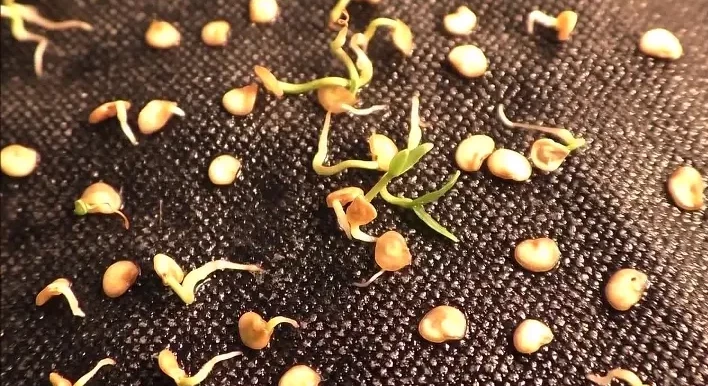 Натуральный стимулятор роста: рабочий способ быстрого проращивания семян перцев