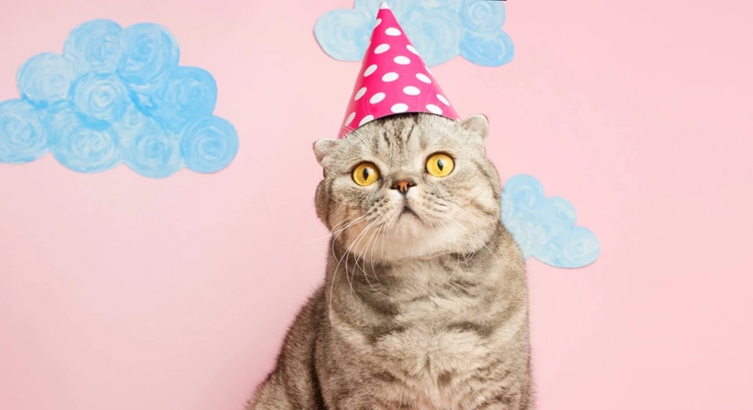 День уважения к кошке отметят 28 марта 2025 года